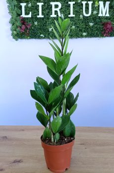 Zamioculca Zamifolia