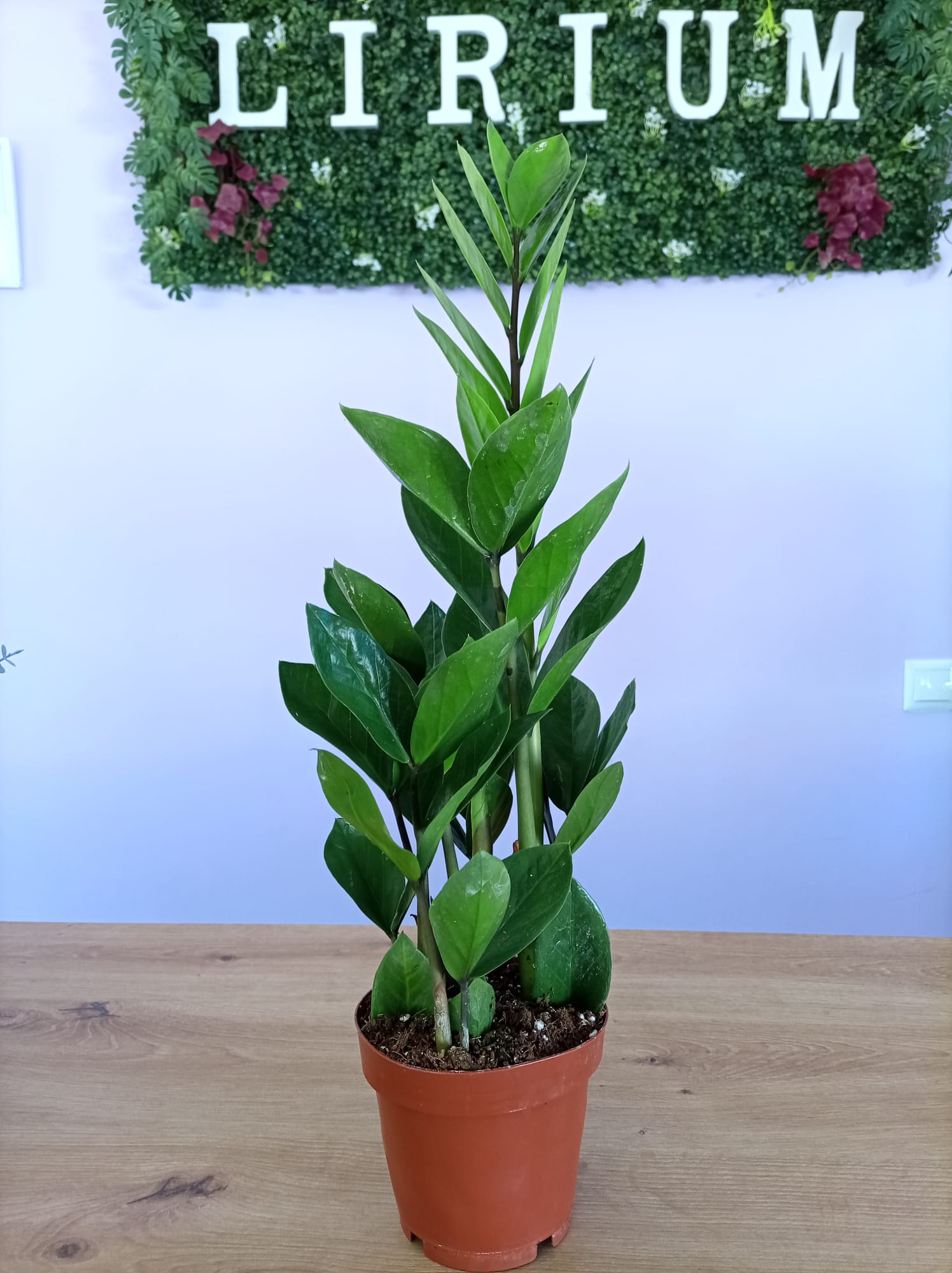 Zamioculca Zamifolia