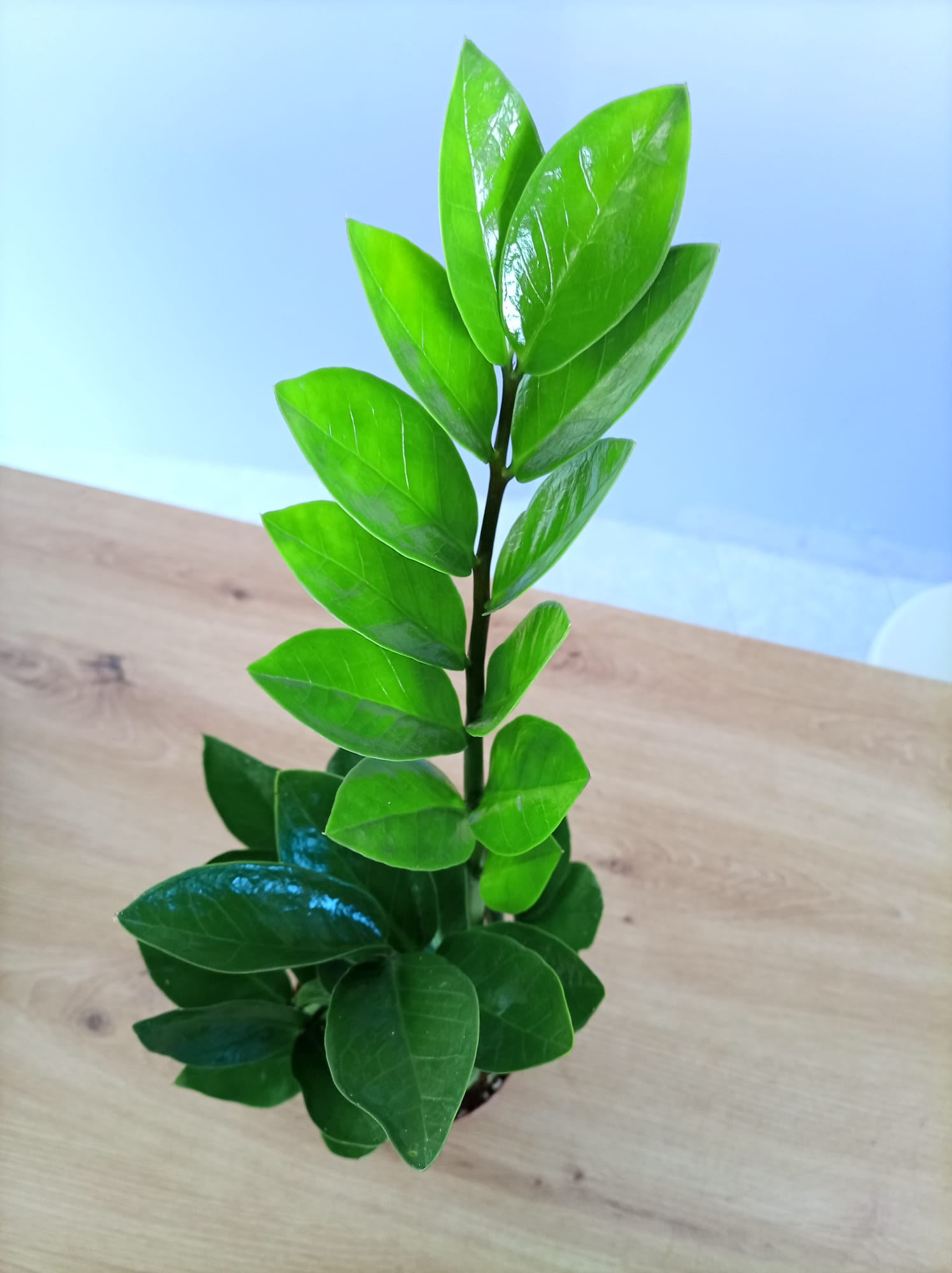 Zamioculca Zamifolia - Image 3