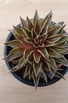 Encheveria Lutea