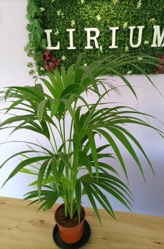 Howe Forsteriana M17