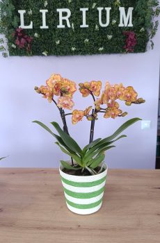 Phalaenopsis