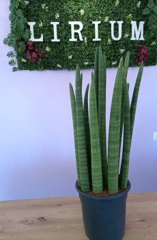 Sansevieria Cilindricra
