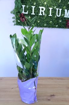 Zamioculca Zamifolia