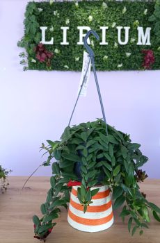 Aeschynanthus