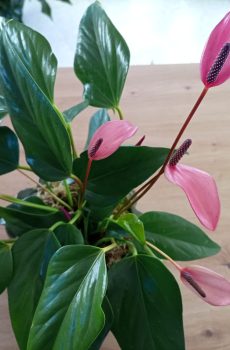 Anthurium A.Sierra c/vaso