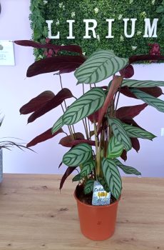 Calathea