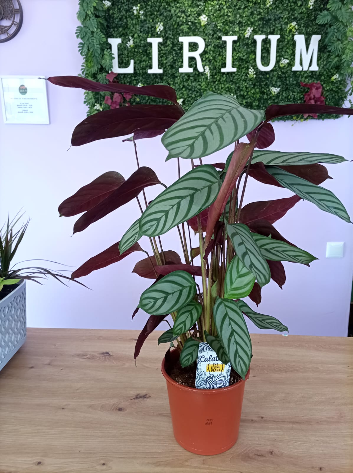 Calathea