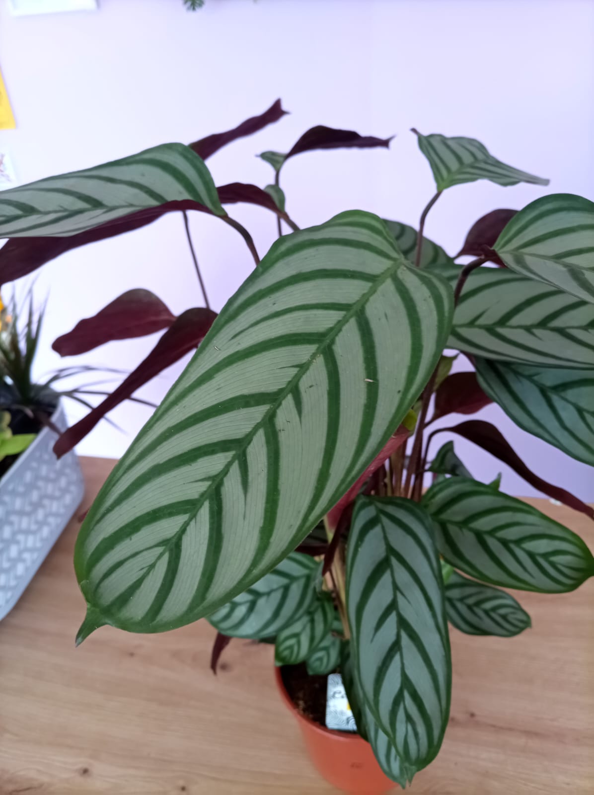Calathea - Image 2