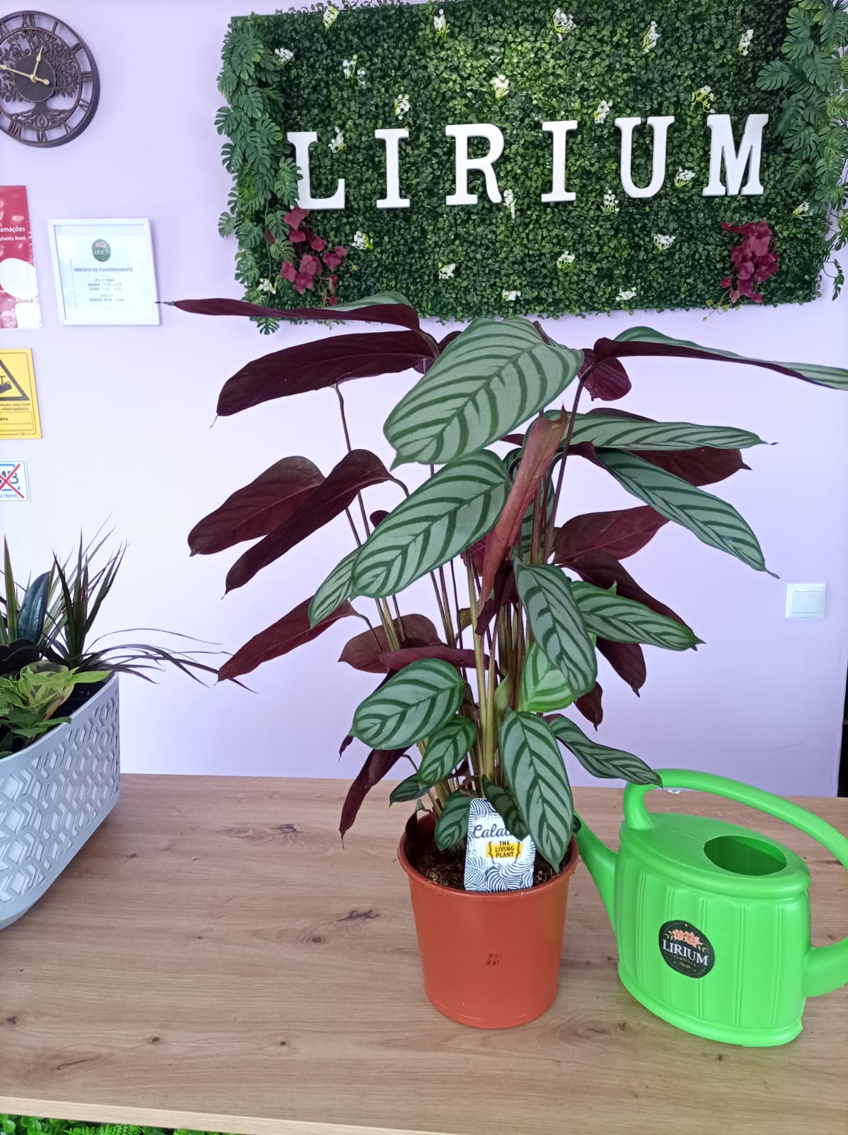 Calathea - Image 3