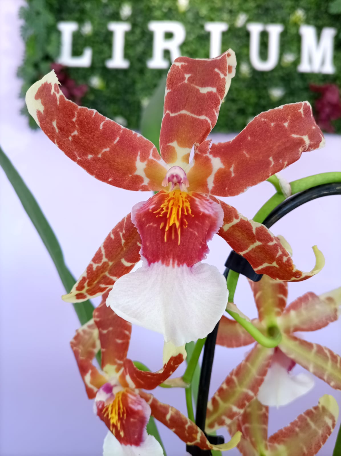Cambria - Image 3