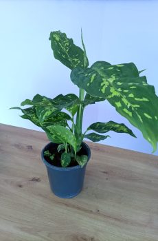 Dieffenbachia Spotty