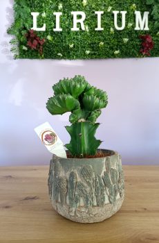 Euphorbia Lactea c/vaso
