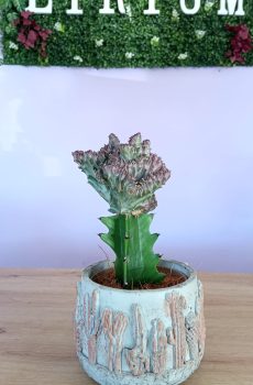 Euphorbia Lactea c/vaso