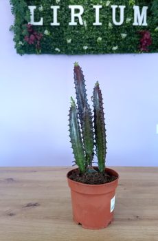 Euphorbia