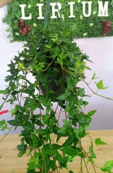 Hedera Pendente