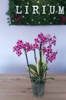Phalaenopsis Rosa e Branco