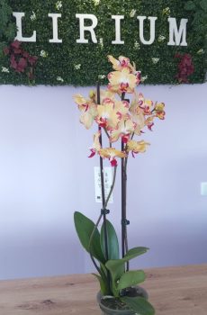 Phalaenopsis Creme e Rosa