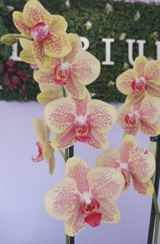 Phalaenopsis Creme e Rosa