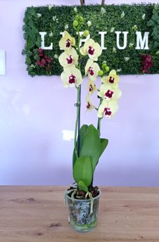 Phalaenopsis Amarela/Roxa