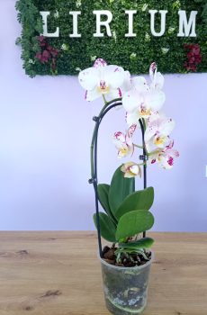Phalaenopsis Branca e Roxa