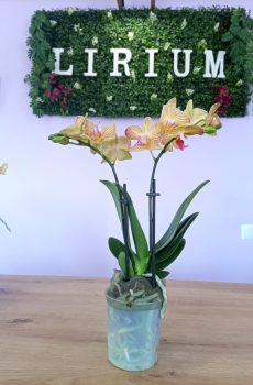Phalaenopsis mini Amarela e Rosa