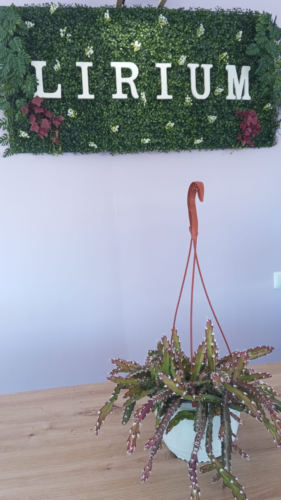 Rhipsalis - Image 2