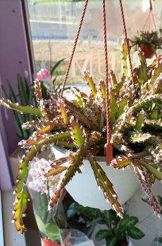 Rhipsalis