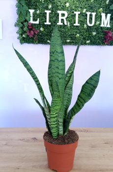 Sansevieria