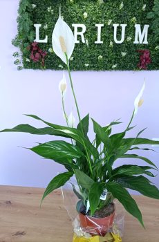 Spathiphyllum