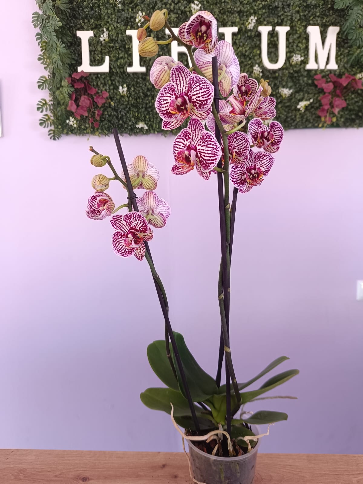 Phalaenopsis Branca/Roxa - Image 3