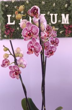 Phalaenopsis Branca/Roxa