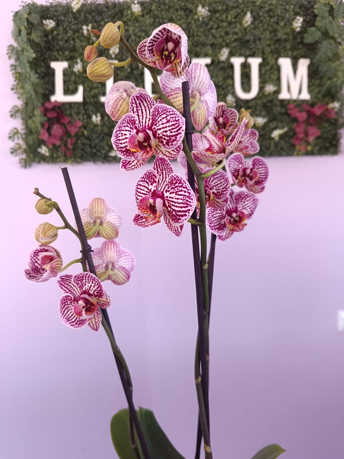 Phalaenopsis Branca/Roxa