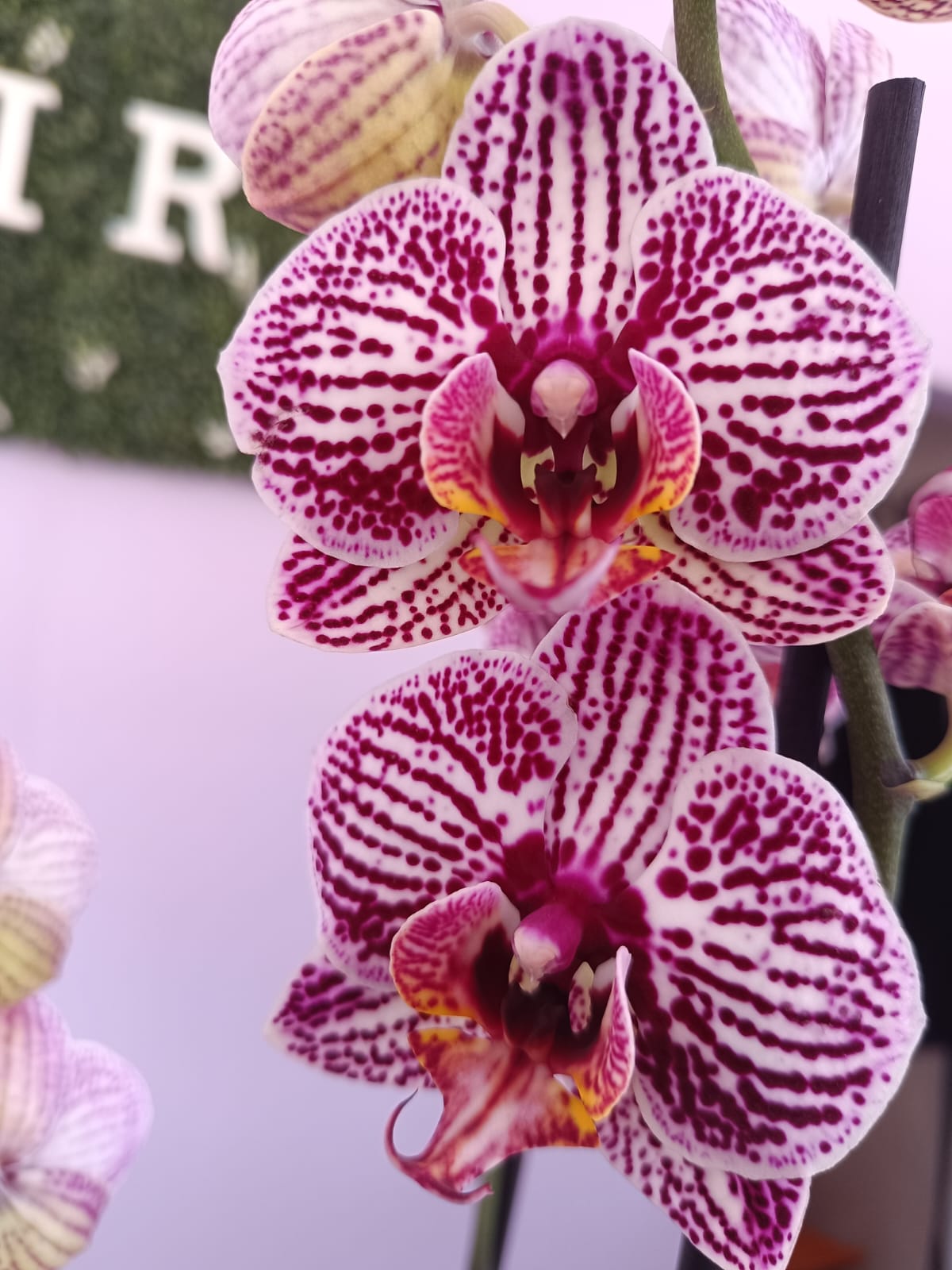 Phalaenopsis Branca/Roxa - Image 2