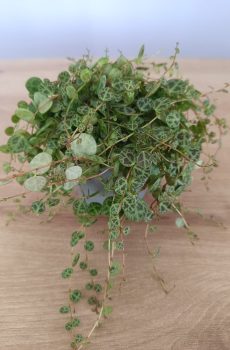 Peperomia prostata (colar de trataruga)