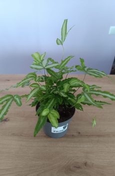 Pteris