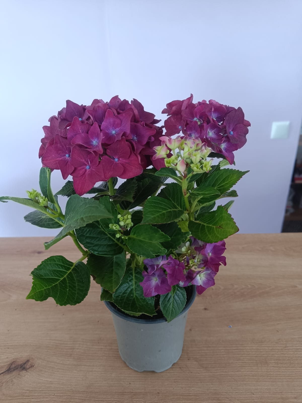 Hydrangea