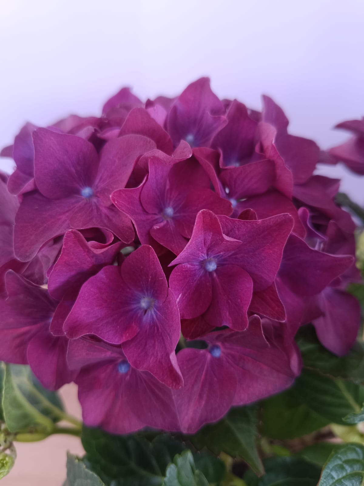 Hydrangea - Image 2