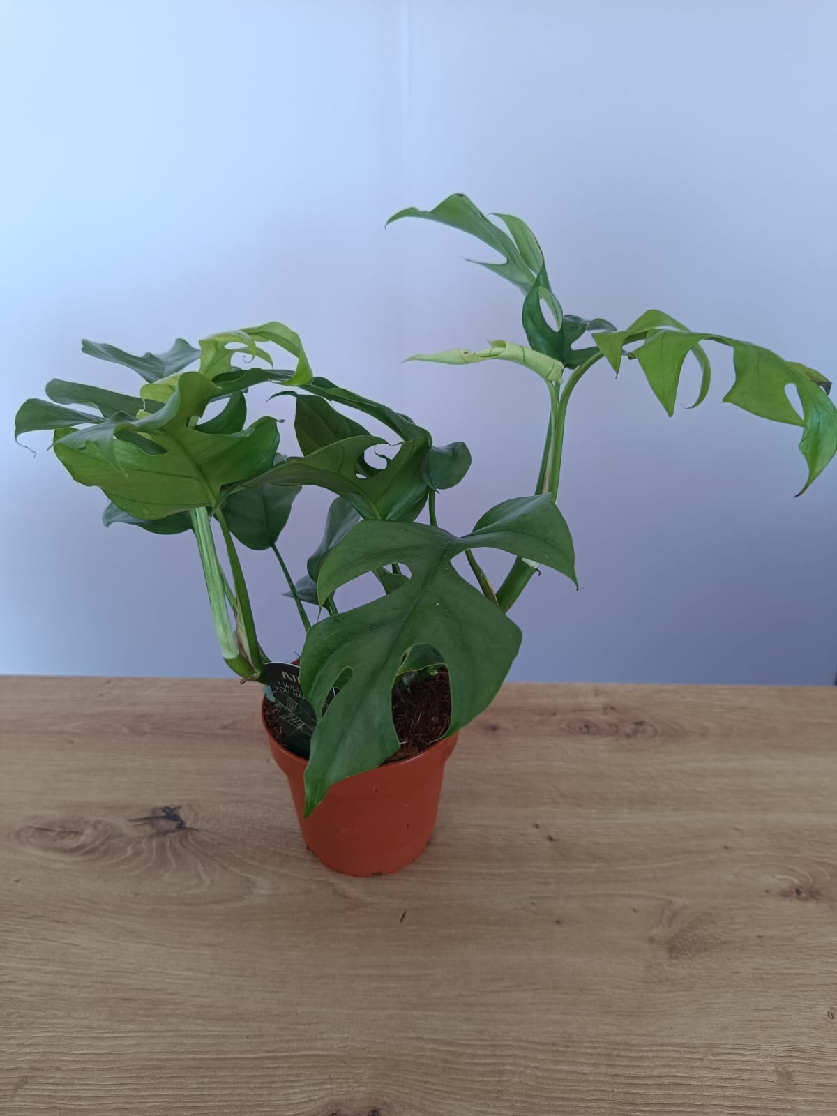 Monstera Minima
