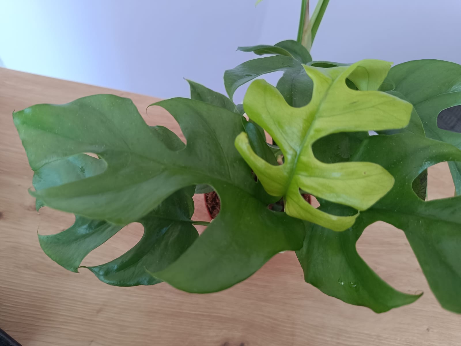 Monstera Minima - Image 2