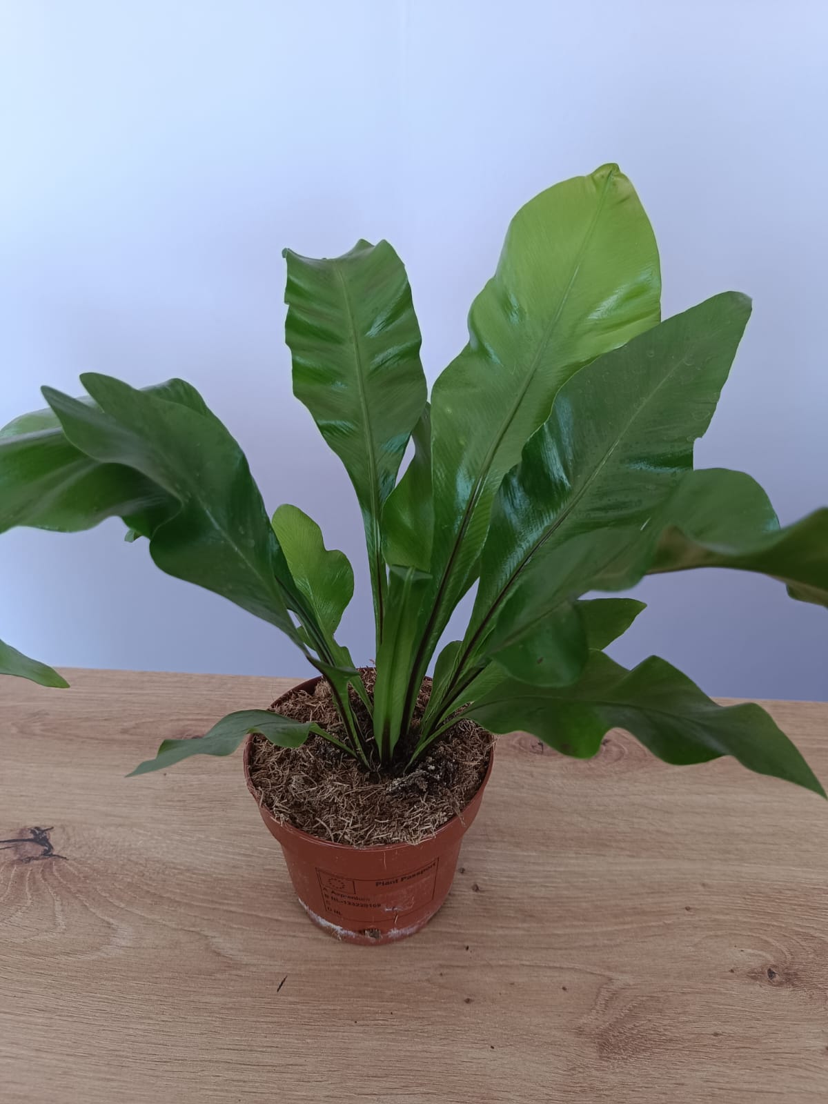 Asplenium