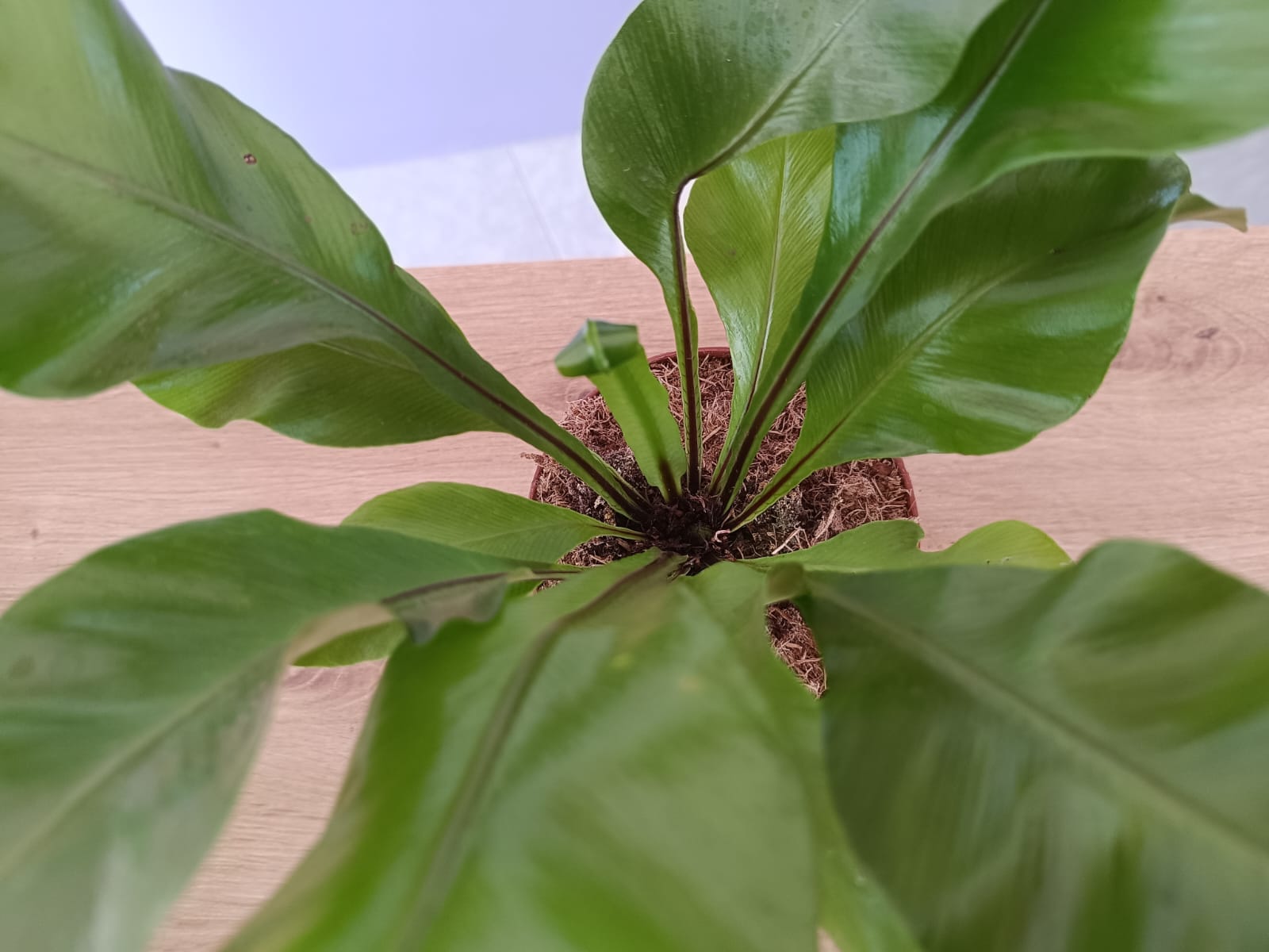 Asplenium - Image 2