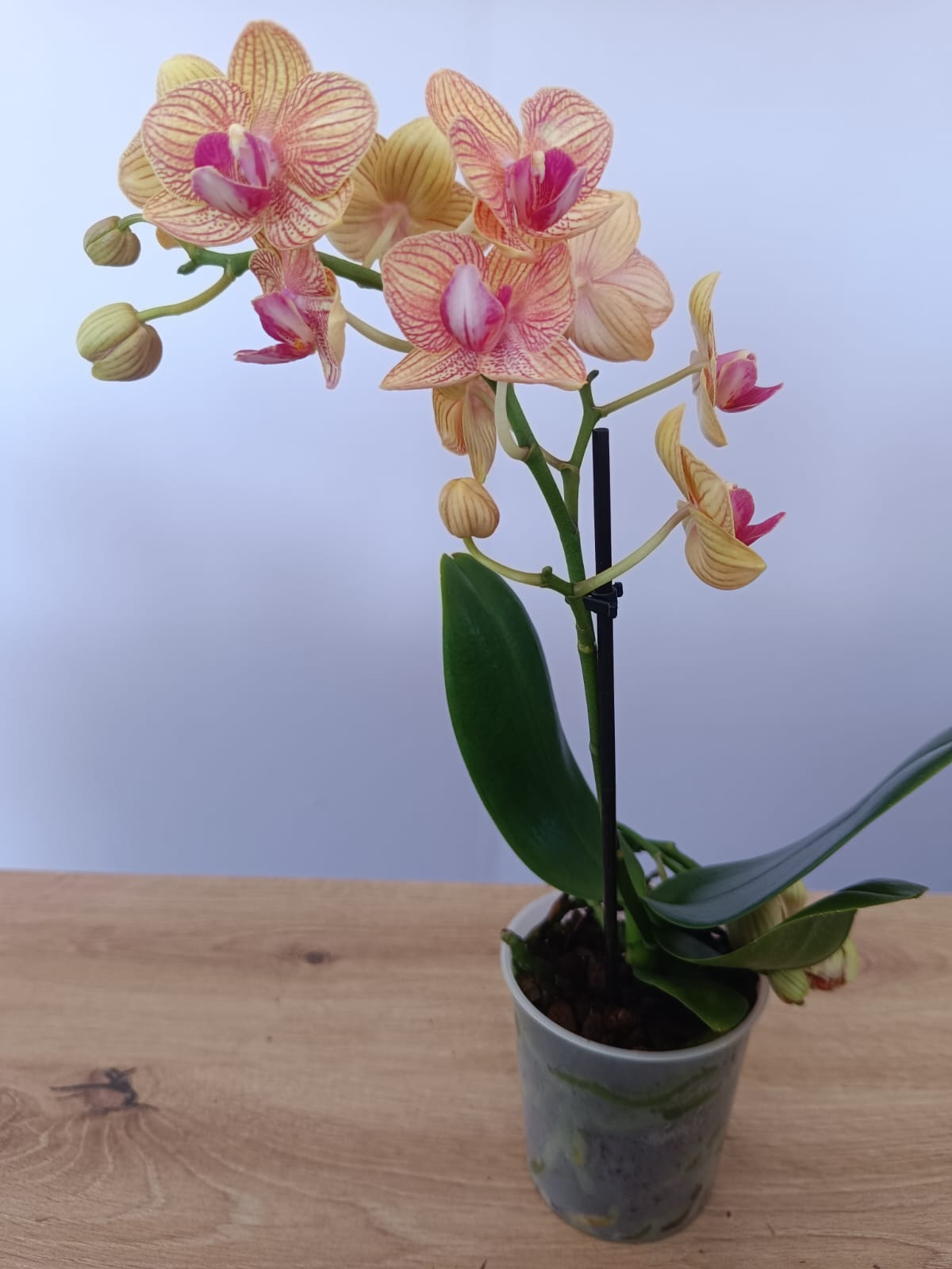 Phalaenopsis mini Rosa e Creme