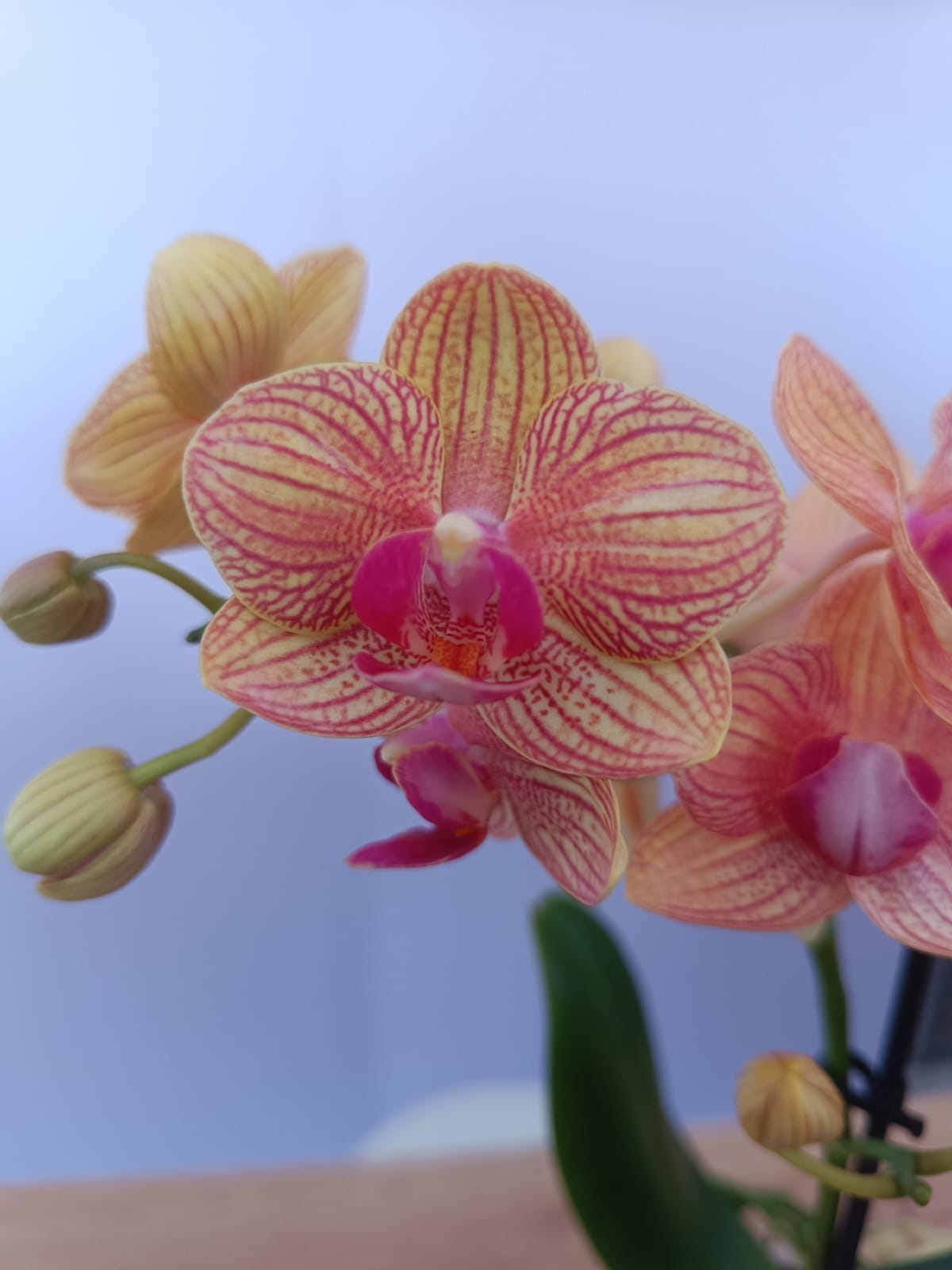 Phalaenopsis mini Rosa e Creme - Image 2