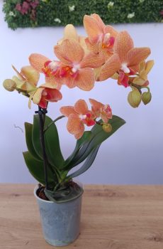 Phalaenopsis mini Rosa e Creme