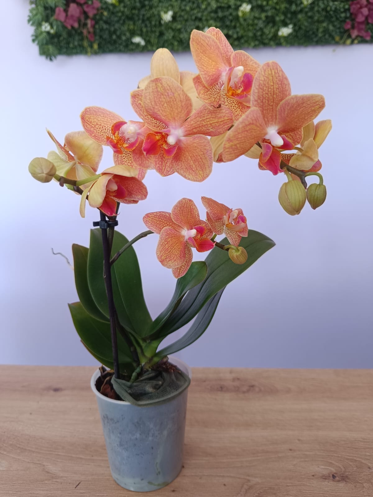 Phalaenopsis mini Rosa e Creme