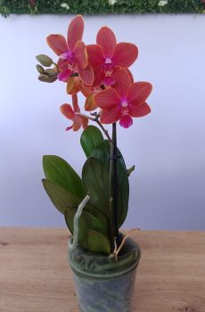 Phalaenopsis mini Rosa