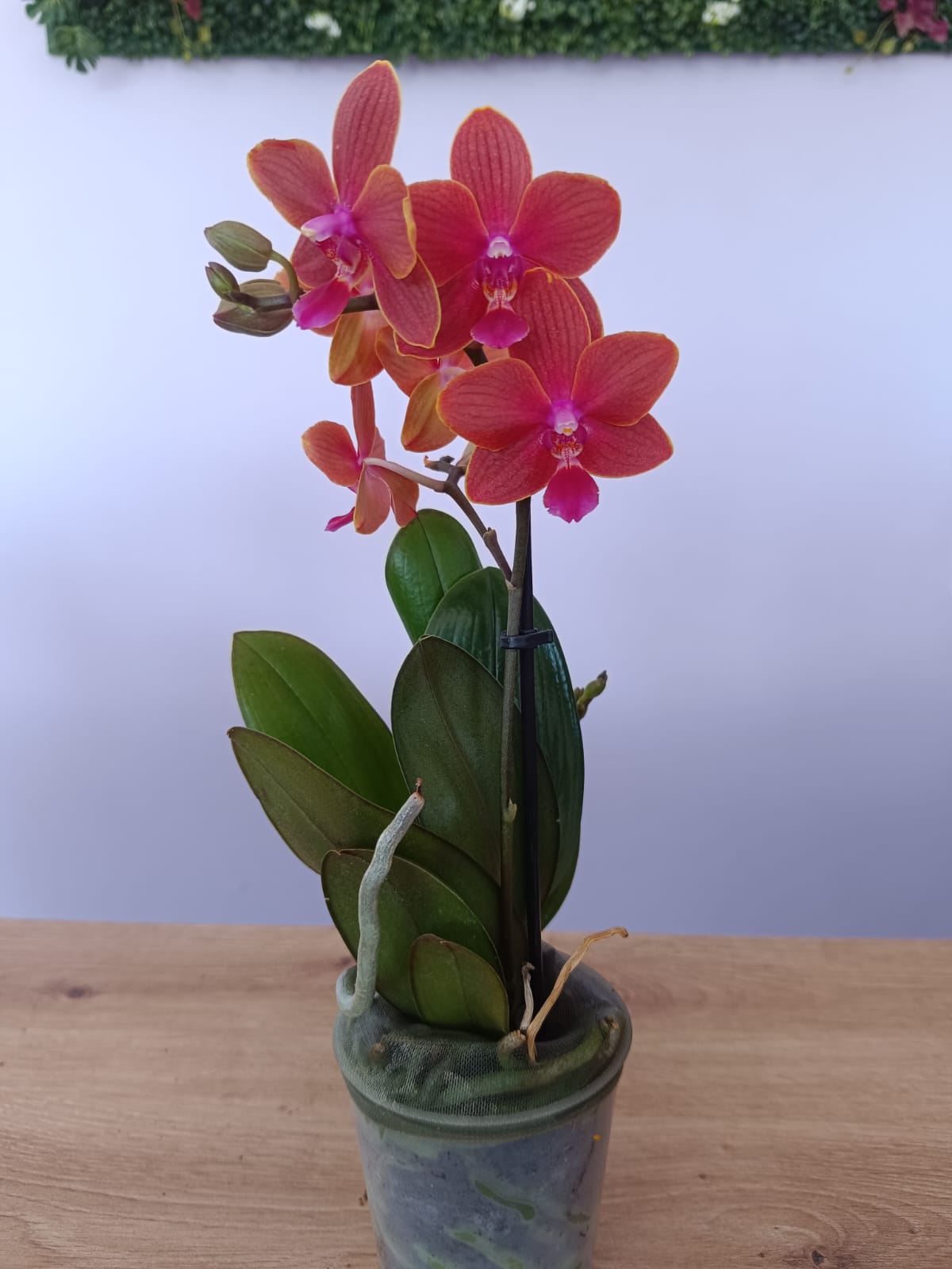 Phalaenopsis mini Rosa