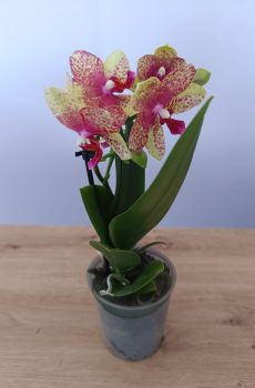 Phalaenopsis mini Creme e Rosa