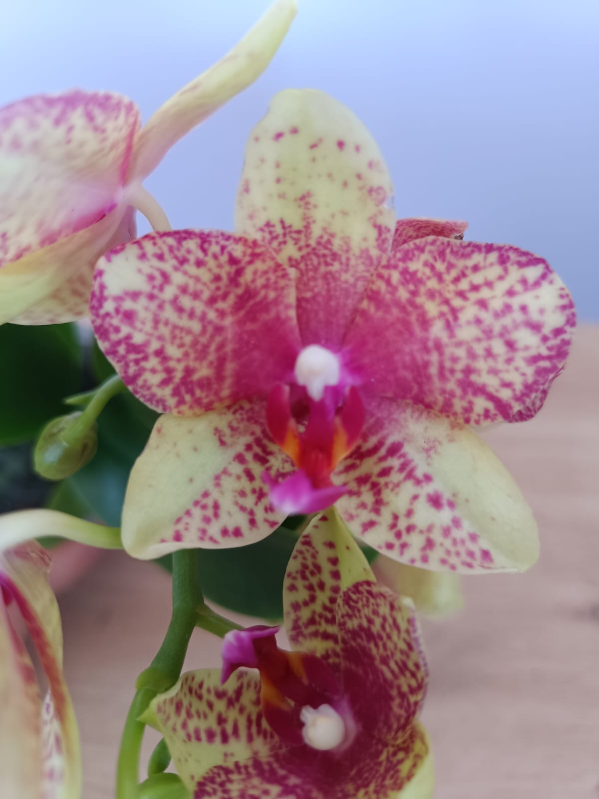 Phalaenopsis mini Creme e Rosa - Image 2